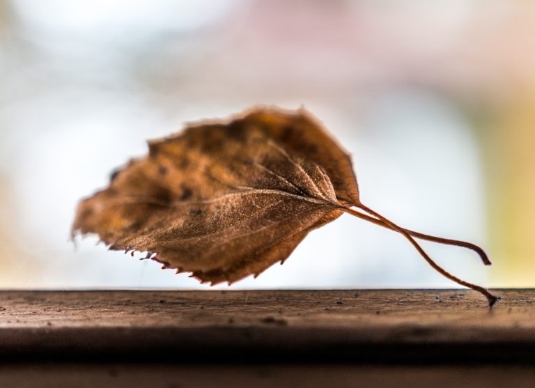 Close-up of a dry autumn leaf against a soft background