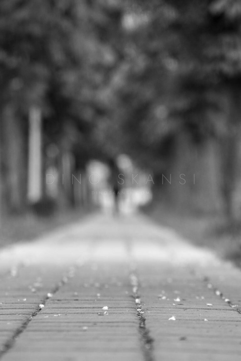 Black and white soft-focus photo of a tree-lined path