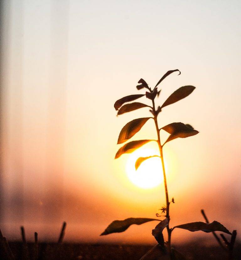 Young plant silhouetted against the setting sun