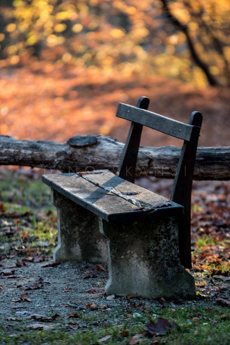 Weathered wooden bench among autumn leaves