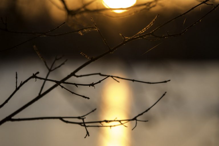 Bare tree branches silhouetted against a low sun