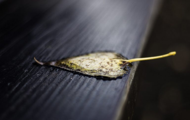 Close-up of a fallen leaf on dark wooden boards