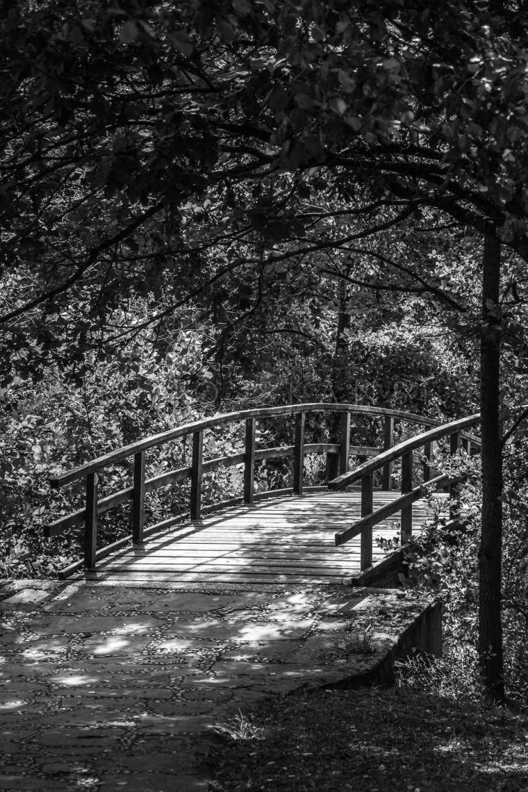 Black and white photo of a small footbridge with railings among trees