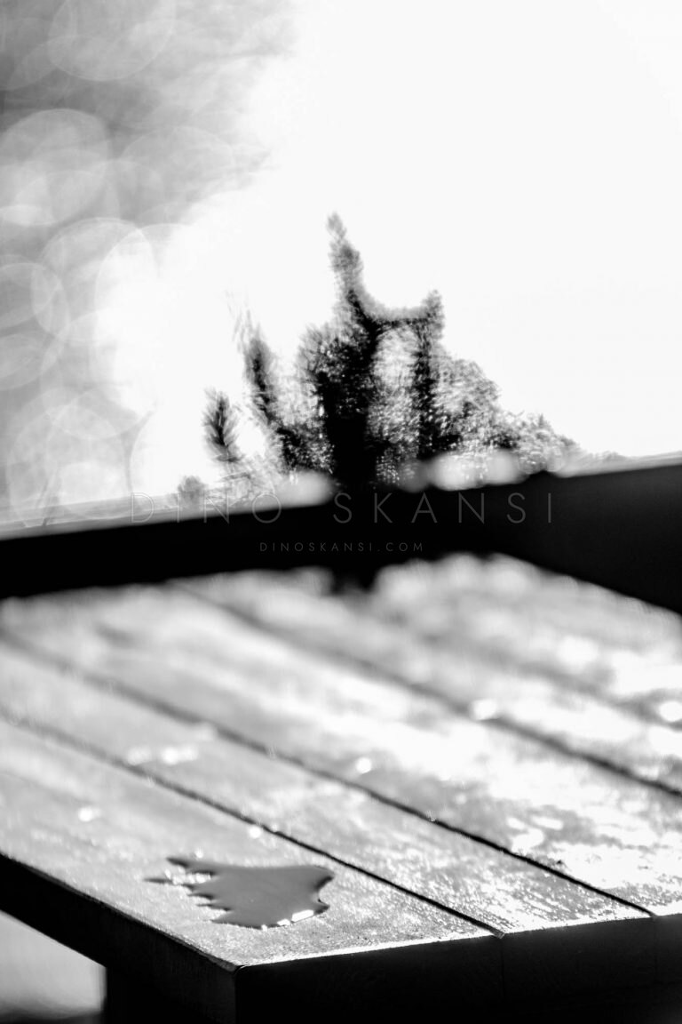 Black and white backlit silhouette of a plant against the sky