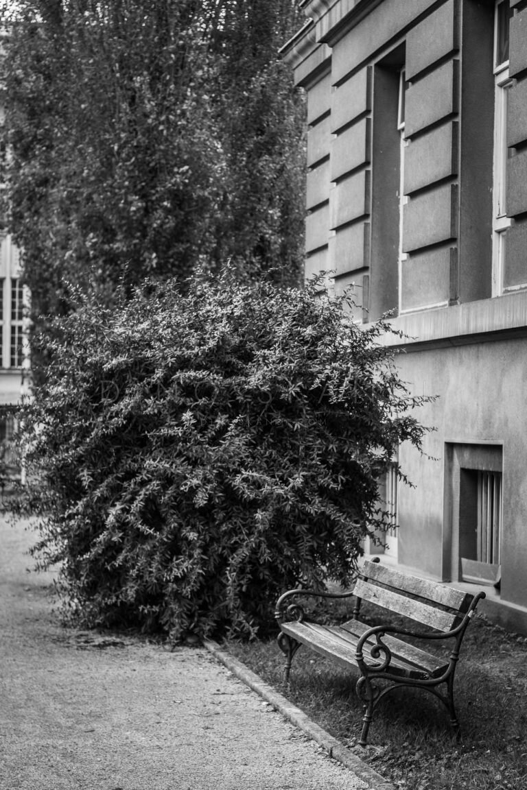 Black and white photo of a large shrub beside a building facade and a bench